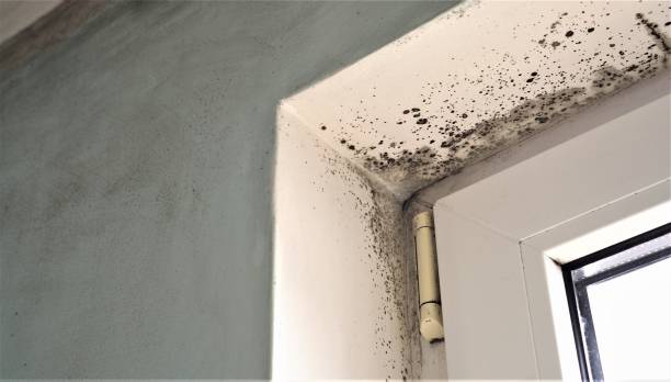Dehumidification Services in Saybrook Manor, CT