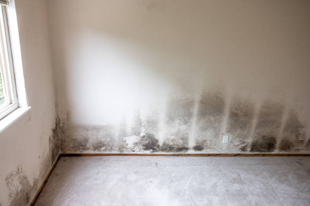 Best Industrial Mold Remediation  in Saybrook Manor, CT